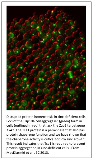 A picture of cells with zing deficiencies.