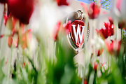Tulips framing the W icon of the university.